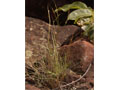 Schizachyrium (Porton)