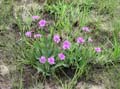 Vernonia_B