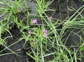 Vernonia_C_Motacu