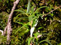 Planta_misteriosa_de_Concepcion
