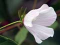 Pavonia sp.