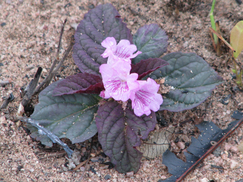 Casselia rosularis