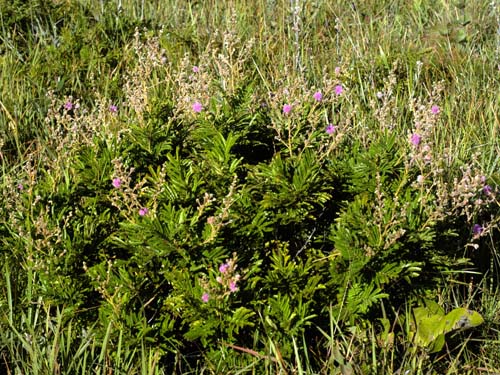 Mimosa orbignyiana